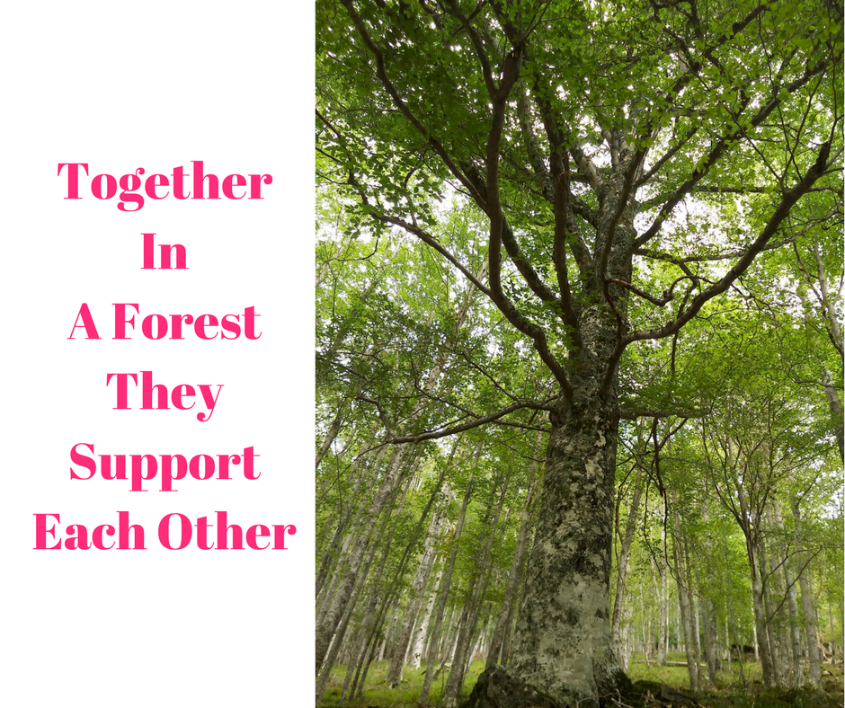 together in a forest they support each other