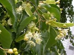 lime flowers